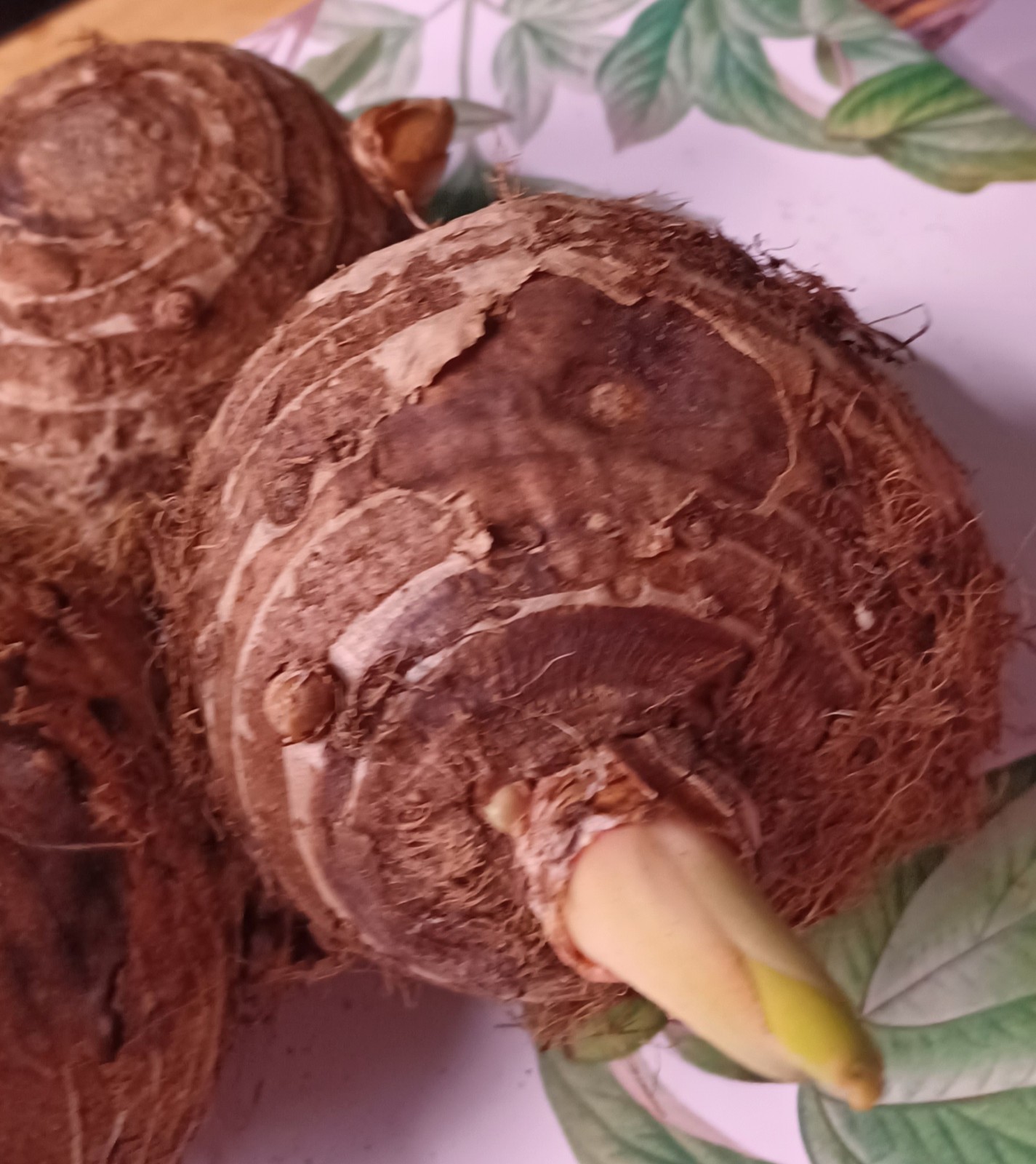 Large Elephant Ear Bulb – 9/11 Baseball Colocasia esculenta