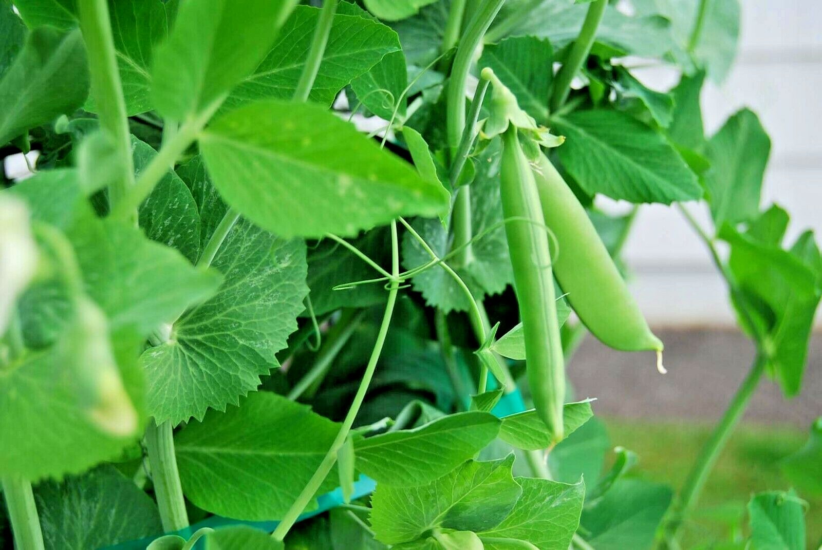 5x PACKS OF SNAP PEA SEEDS – SUGAR DADDY – HEIRLOOM – ORGANIC – Non GMO
