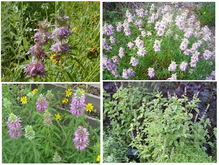 Lemon Monardo Bee Balm Mint 25 + Seeds USA Seller