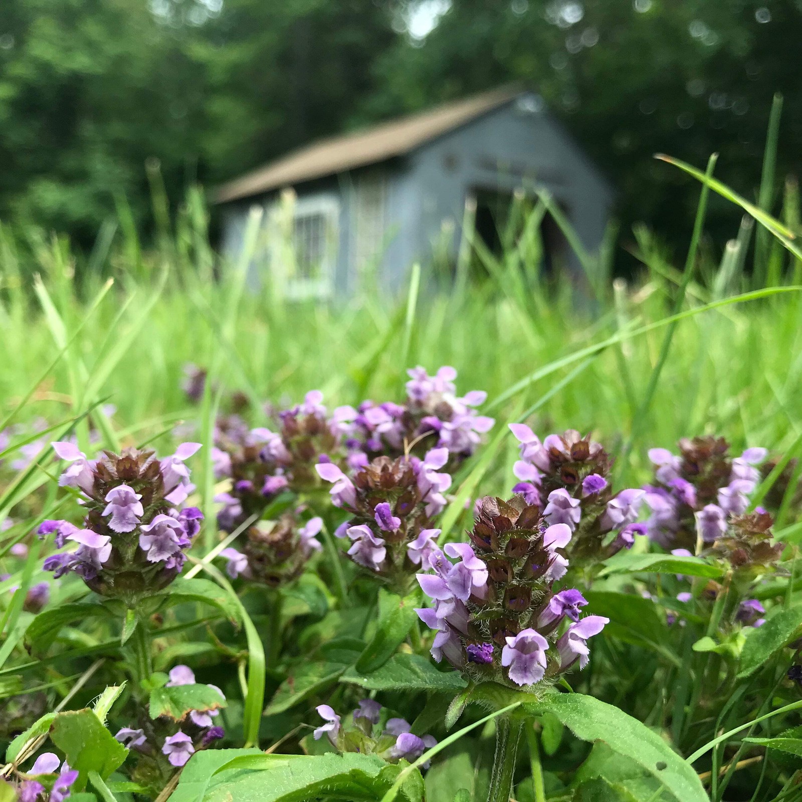 Heal All Seeds (Prunella vulgaris) ~Traditional Herb Native Pollinator Garden
