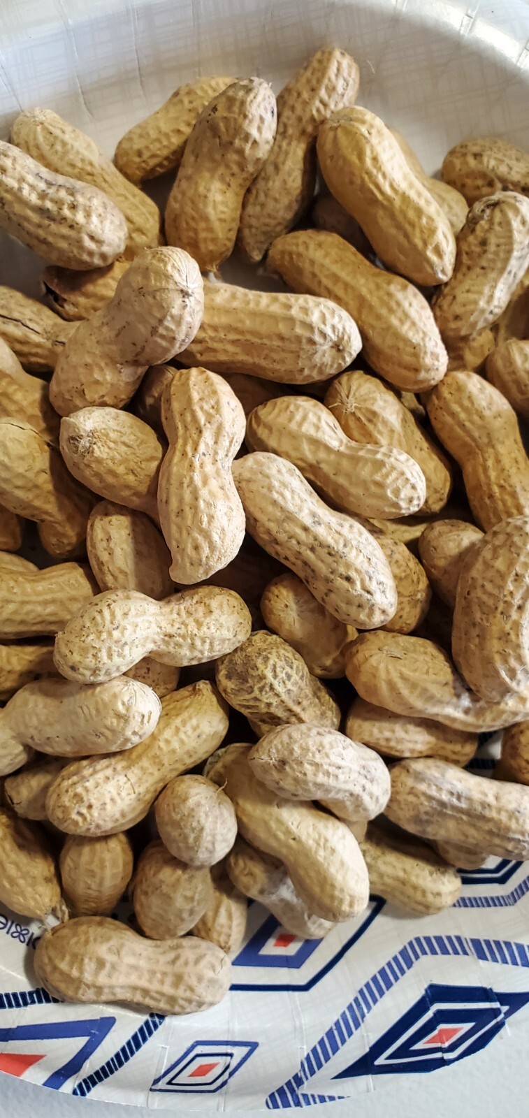 1 Lb In Shell (300 when shelled) Virginia Jumbo Peanut Seeds Heirloom Non GMO