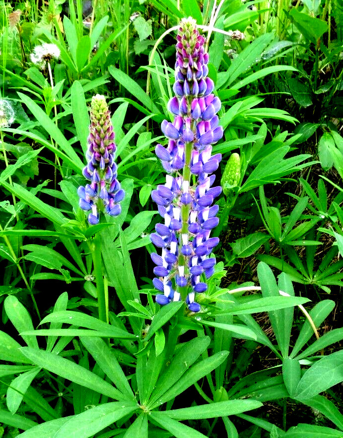 Alaska Arctic Lupine Flower Seeds from the Pristine Denali Area – 200+ Seeds