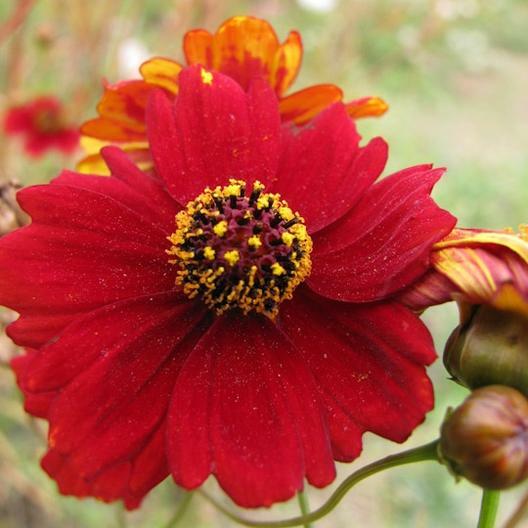 Coreopsis PLAINS TALL RED Heirloom Pollinators Deer Resistant Non-GMO 200 Seeds!