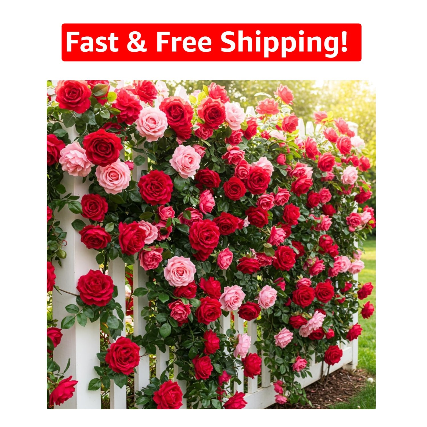 Indoor Climbing Rose Seeds – 100 Count of Stunning Red & Pink Blooms for Gardens
