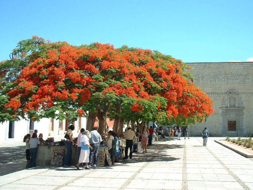 1-1000 PCS Red Flame Flamboyant Tree Seeds Royal Poinciana Delonix Regia US 0135