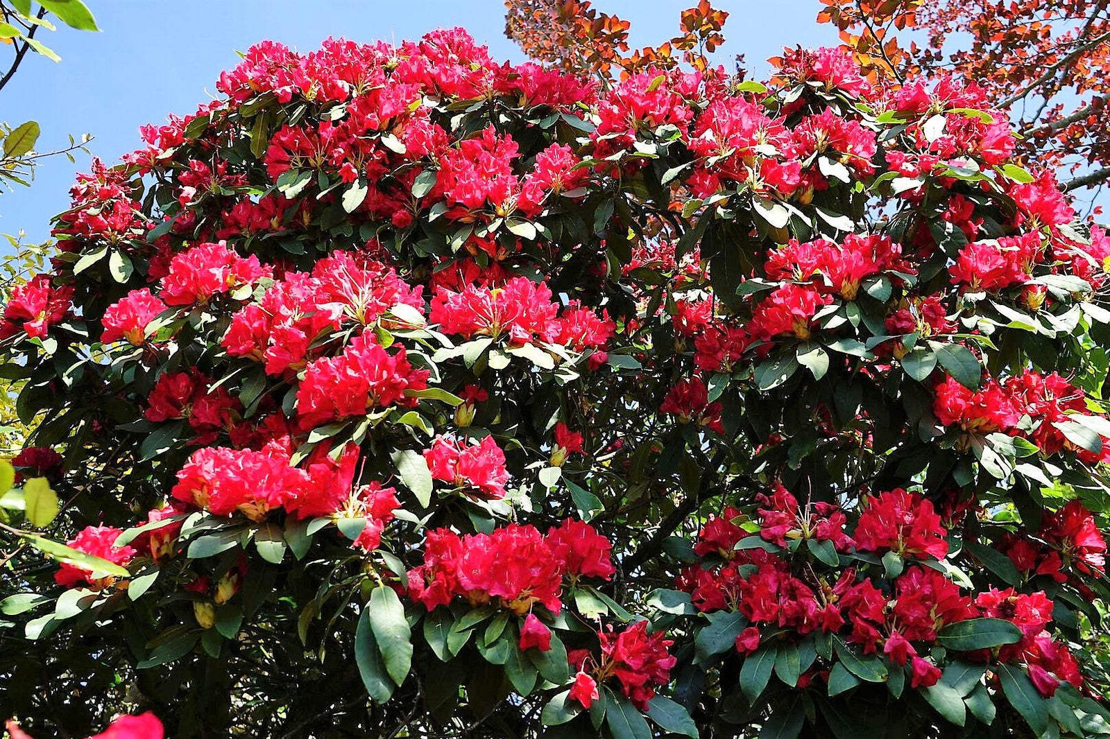 50 MIXED HYBRIDS RHODODENDRON spp Mixed Colors Flower Sun Shade Bush Shrub Seeds