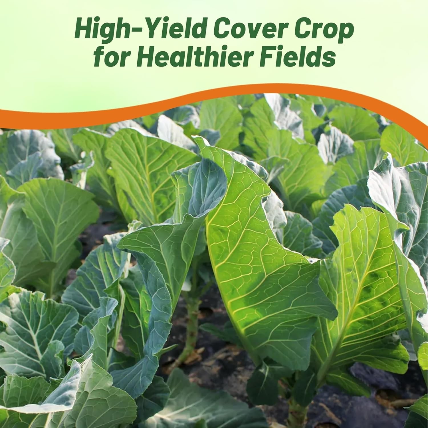 5 LBS Bayou Kale Cover Crop, Forage, & Wildlife Food Plot Seed