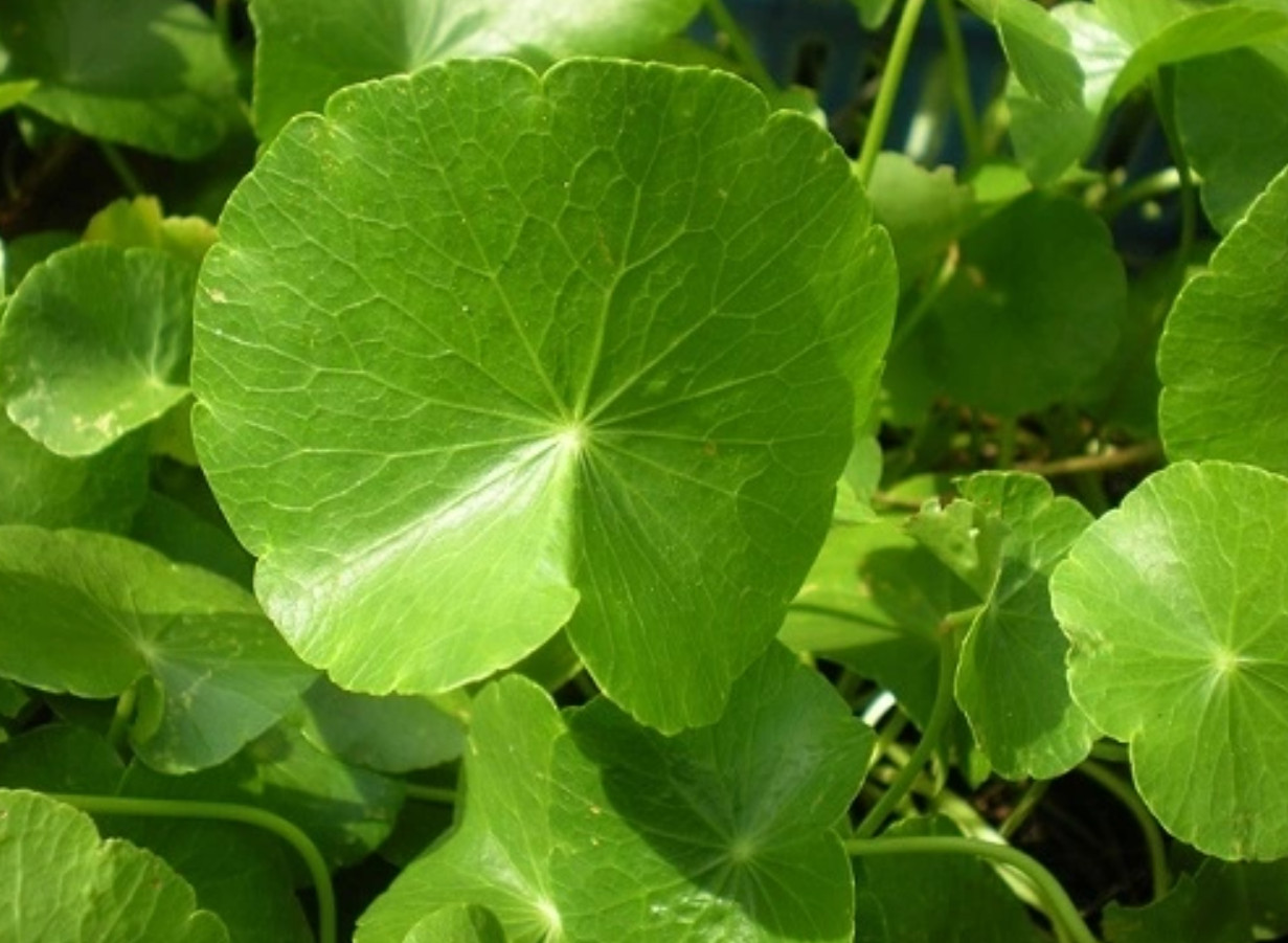 Gotu Kola Seeds 1g – Centella Asiatica – Pennywort – Rau Má Lá To – Asian Herb