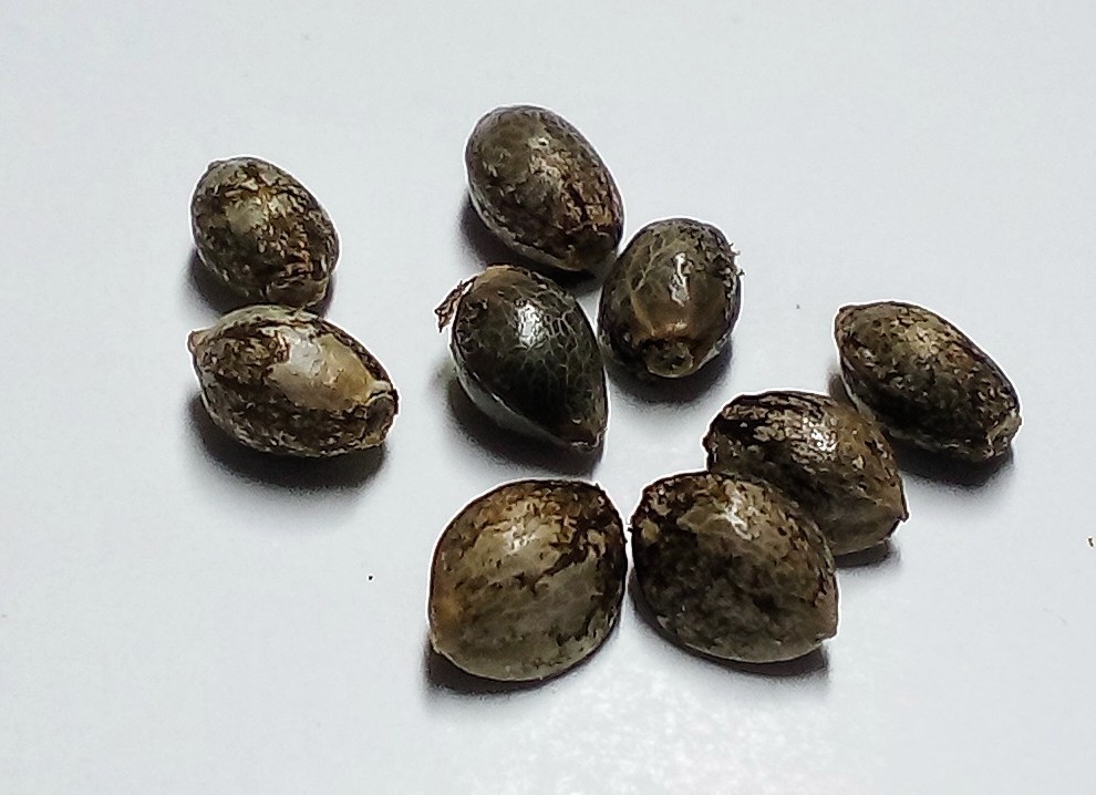 TSK23 Farms “Babylon Mistress” Unfeminized Seed Pack (100-120 Seeds)