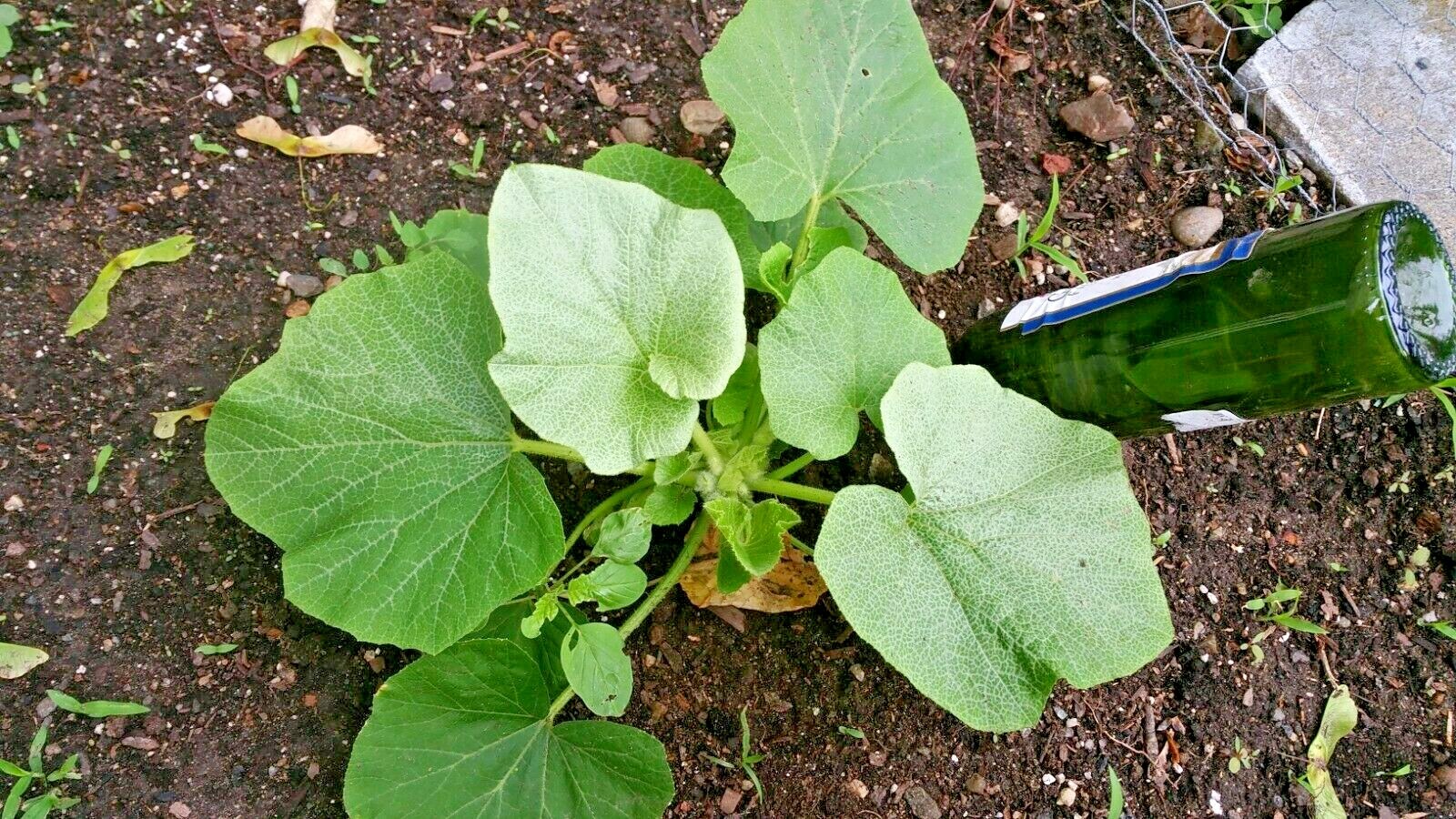 30+BLUE HUBBARD Winter Squash Seeds Heirloom Native Vegetable Sweet Potato Taste
