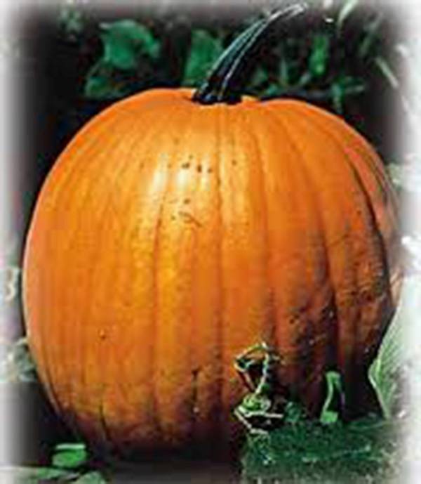 PUMPKIN SEED, JACK O LANTERN, HEIRLOOM, NON GMO, 500 SEEDS, PUMPKINS