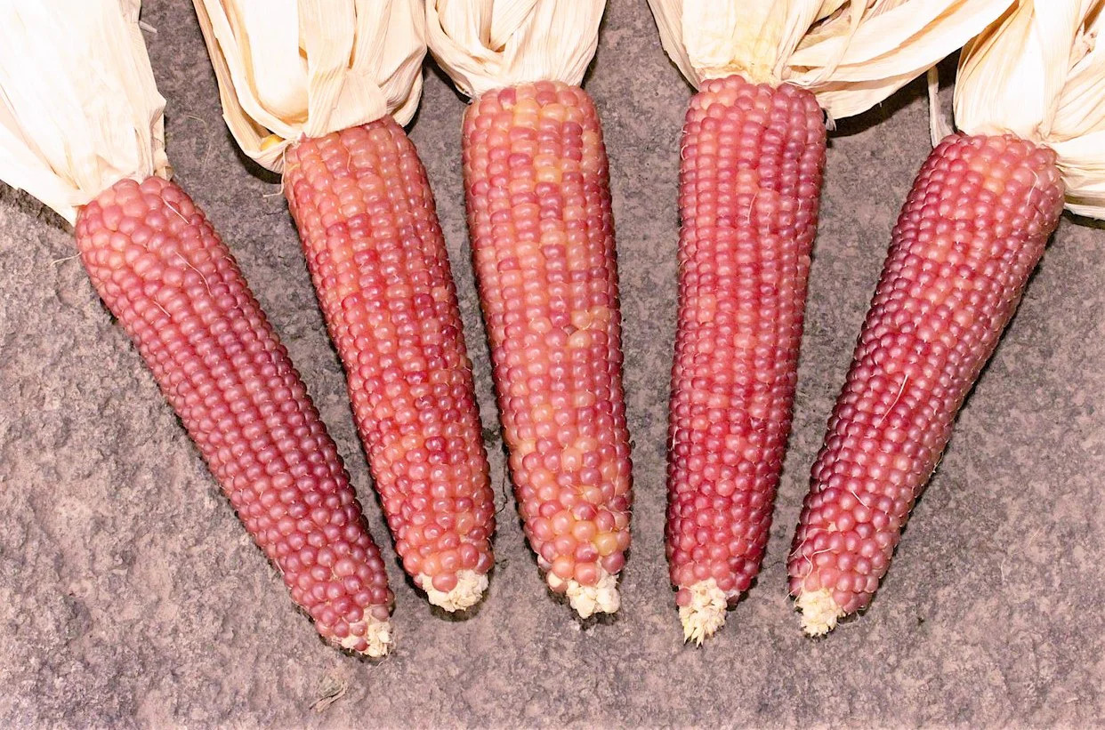 Pink Glass Gem Ornamental Corn Seeds | Neon Early Pink Pearl Popcorn Seed 2024