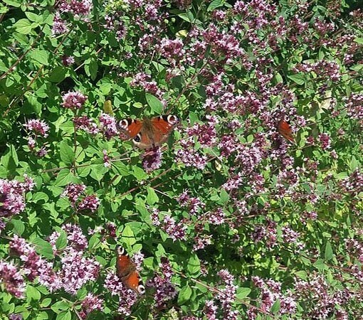 250 ITALIAN OREGANO HERB SEEDS ~ heirloomseedguy ~ 2026 ~ NON-GMO