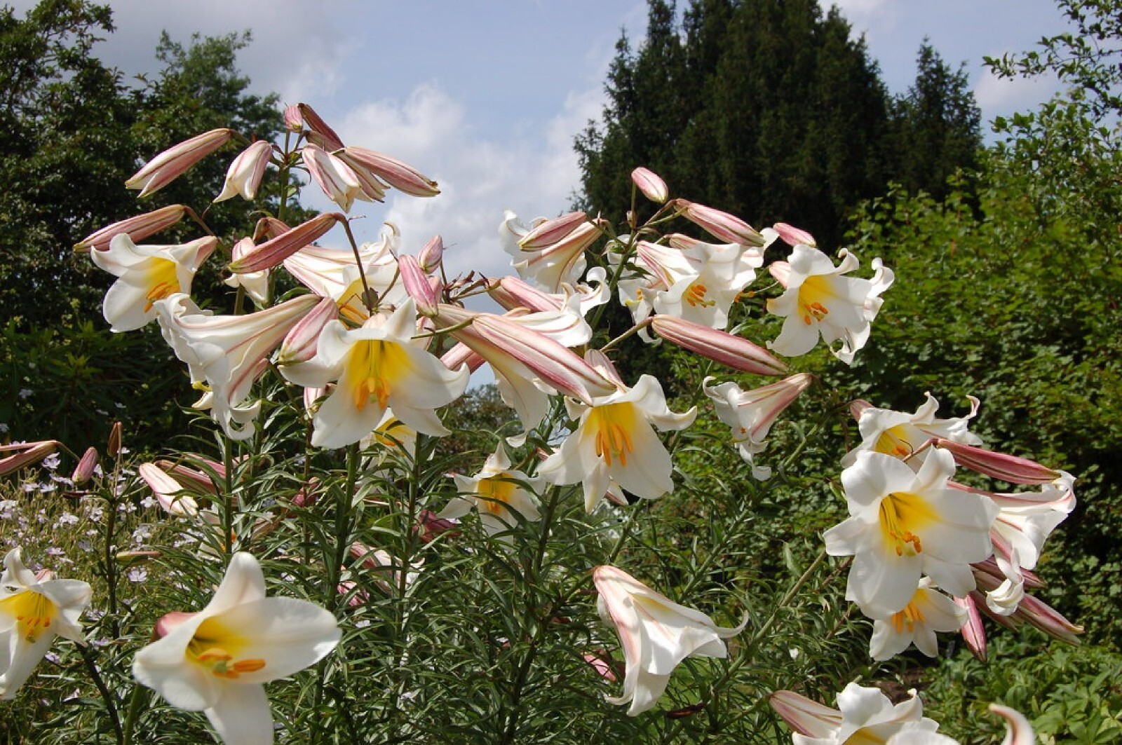 Royal Lily {Lilium regale} Pre-Stratified | 5 Viable seeds Free Shipping!