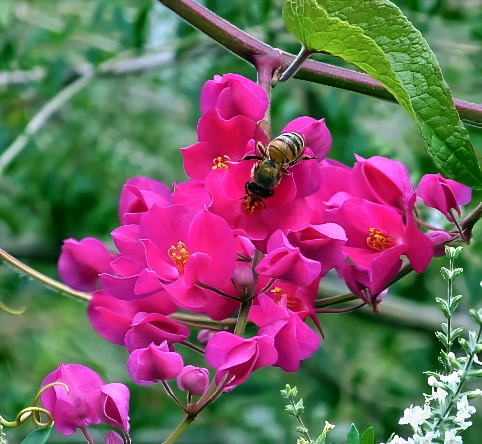 CORAL VINE SEEDS (Antigonon Leptopus) Mexican Creeper Chain of Love Pink Flower
