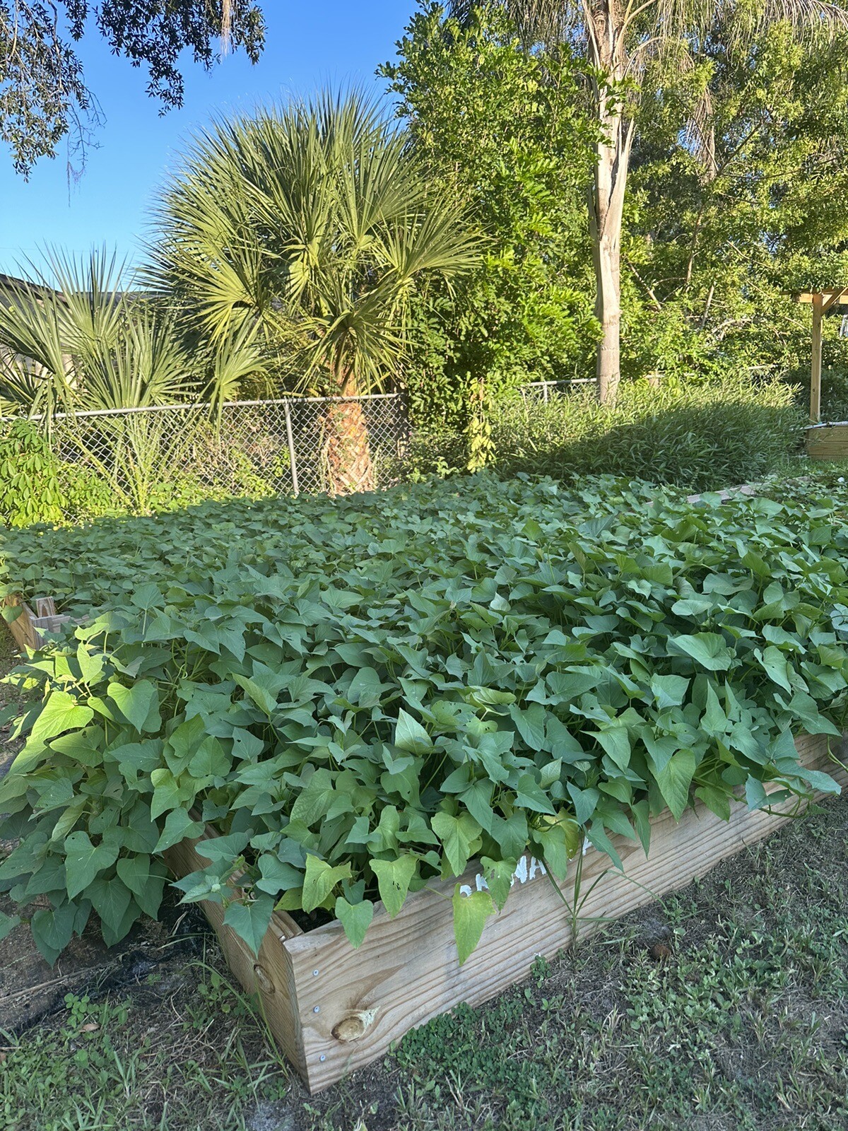 10 Purple Molokai Sweet Potato Slips/ Cuttings / Molokai Sweet Potato Slips