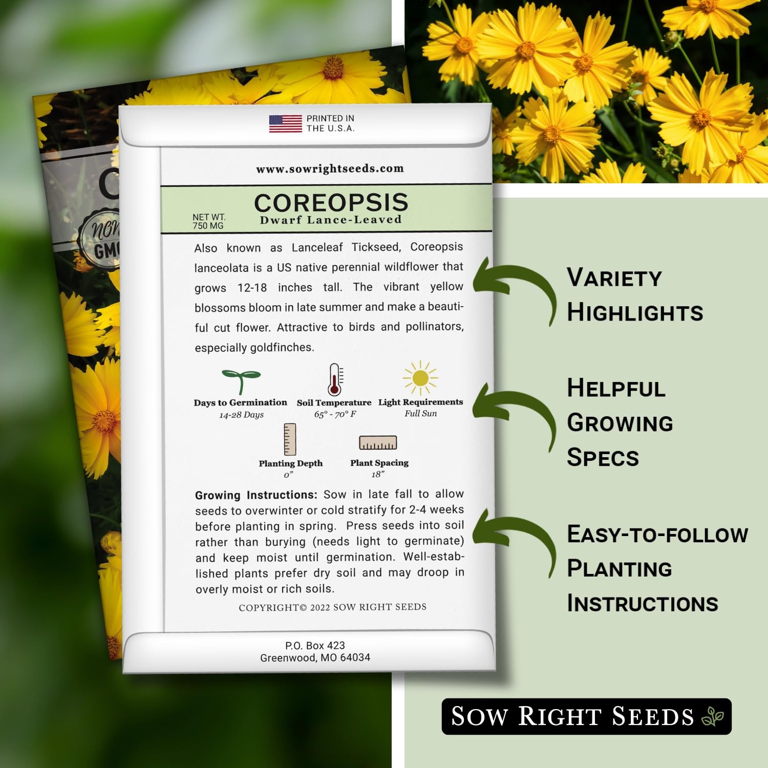 Sow Right Seeds – Dwarf Lance-Leaved Coreopsis for Planting – yellow