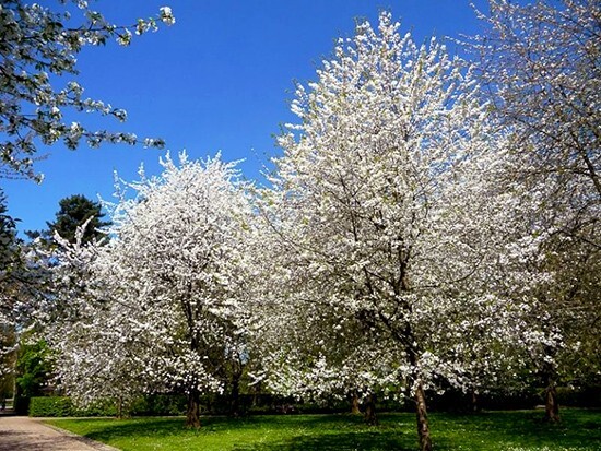 European Sweet Cherry Tree | Premium Seeds | Prunus avium ‘Spring’ | Plants’®