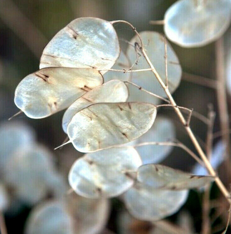 Money Plant Seeds (Lunaria) | Silver Dollar Plant Honesty Coins Flower Seed 2024