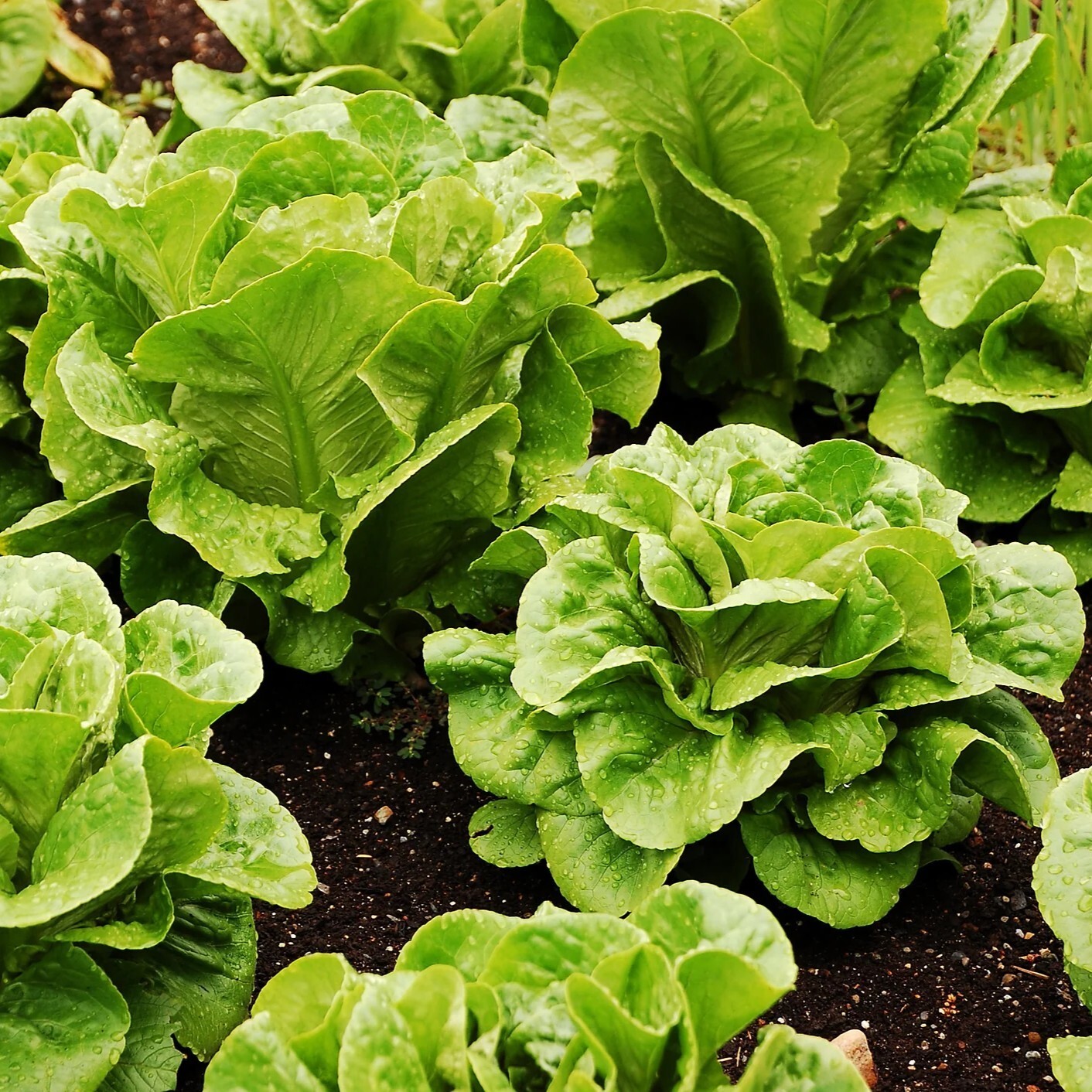 Lettuce Seeds, Romaine Paris, Non-GMO, Heirloom Variety, Organic, Free Shipping