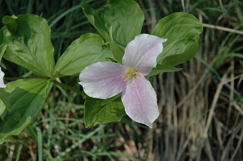 2 Wild Woodland White TRILLIUM Native plant~Woodland gardens