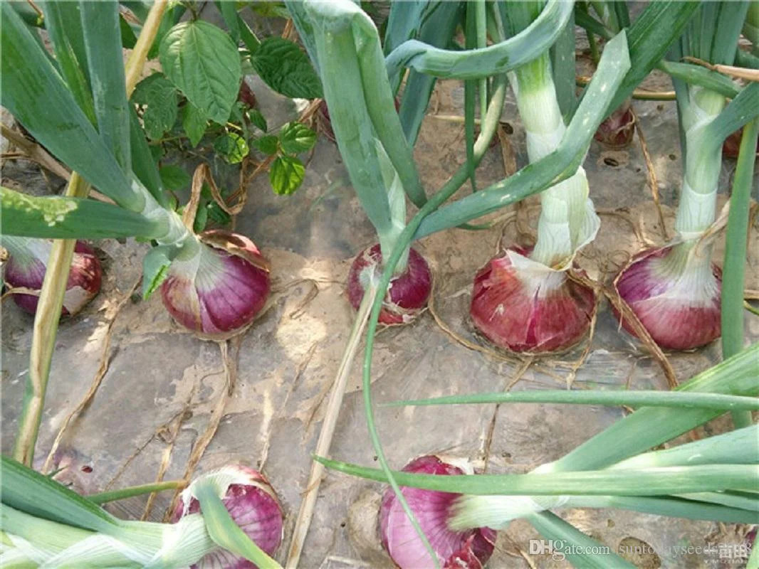 Ruby Red Onion Seeds | Allium Sepa Long Day Scallion Green Vegetable Seed 2024