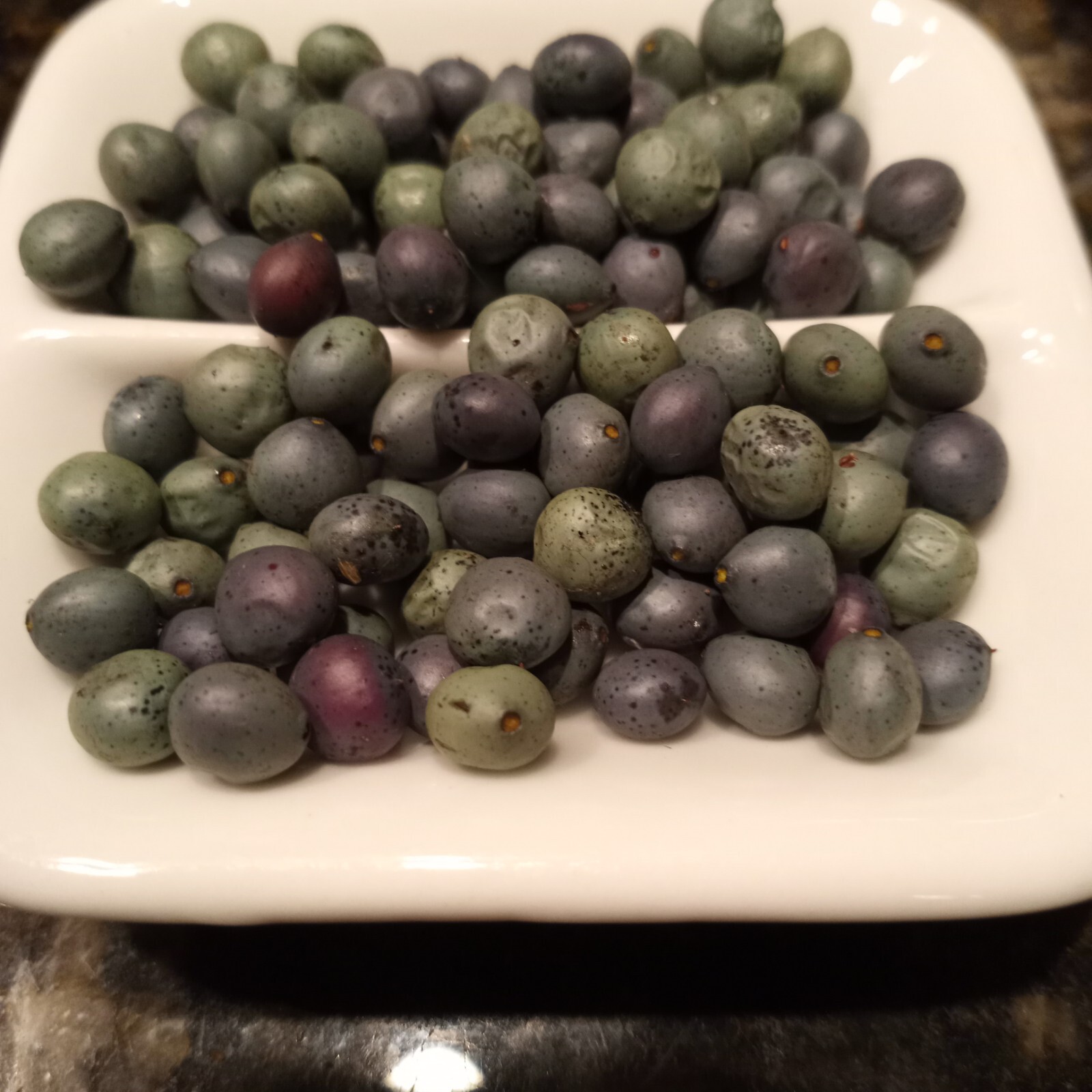 20 Chinese Pistachio Pistache, Pistacia chinensis Tree Seeds Hardy Bonsai Plant