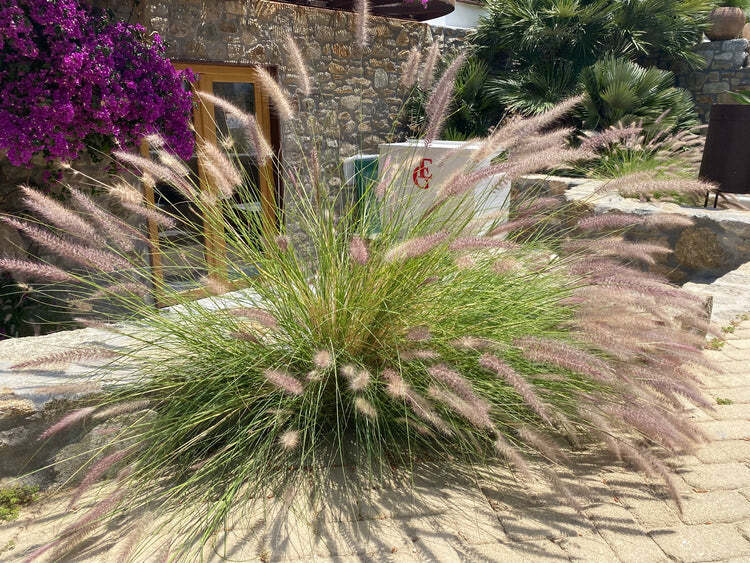 White Fountain Grass Live Plant Fast Growing In Nature 1 Gallon Pot 1-3 FT Tall