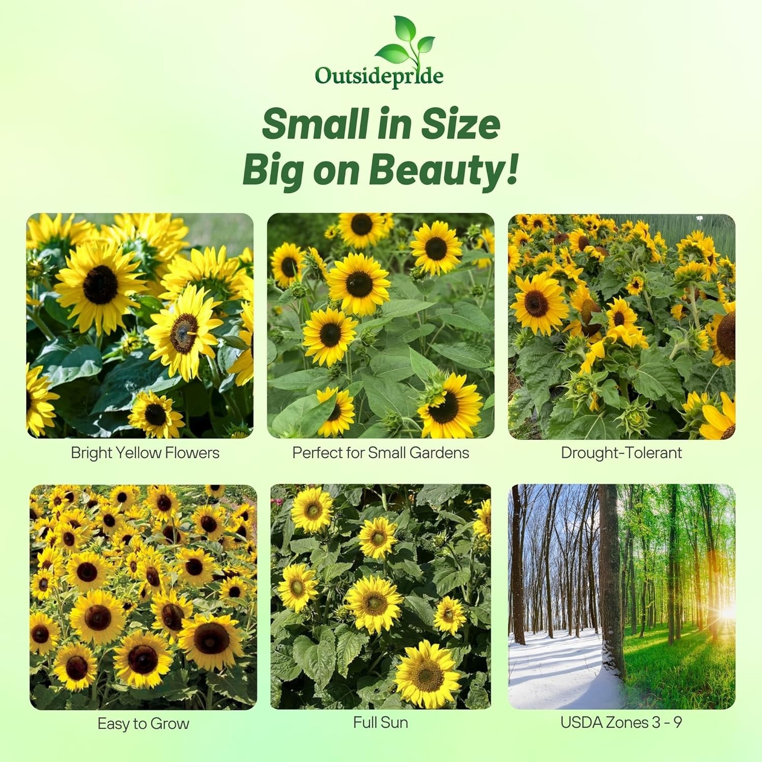 5 LBS Sunflower Seed – Sunflower Sunspot Dwarf Flower Seeds