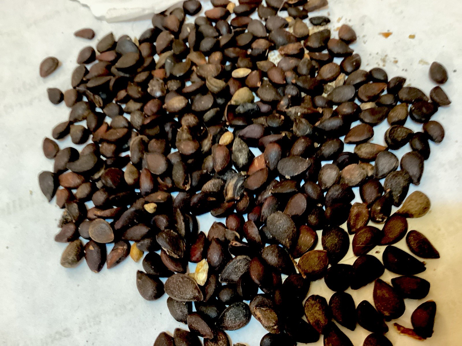 Dusky Pear Tree Seeds (PYRUS PHAEOCARPA) (Orange Pear)