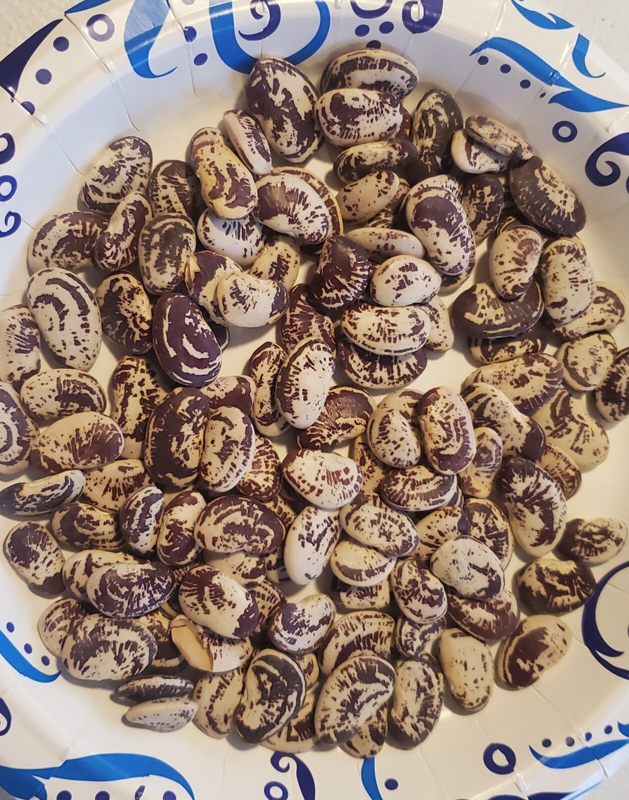 1/4 Pound (130 Seeds) Christmas Lima Pole Beans Heirloom NON GMO