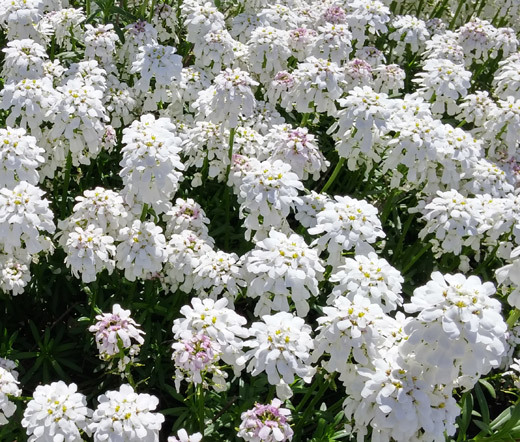 CANDYTUFT PERENNIAL EVERGREEN WHITE Iberis Sempervirens – 500 Bulk Seeds