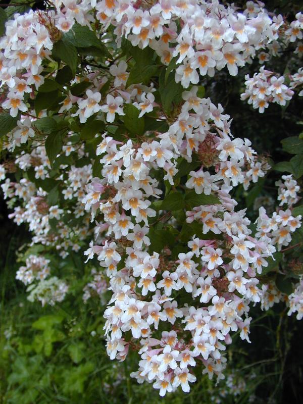 Beauty Bush, Kolkwitzia amabilis, Shrub Seeds (Showy, Hardy)