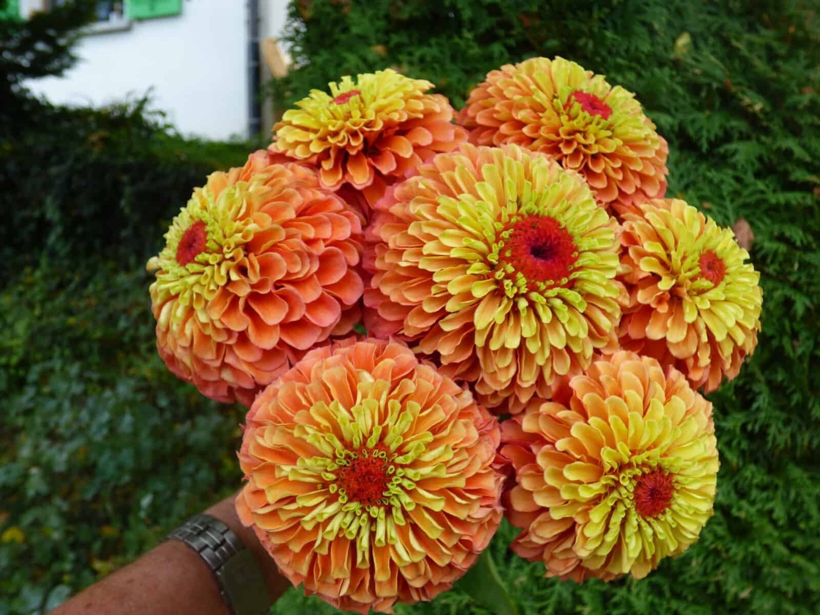 100+ Queen Lime Orange Zinnia Seeds for Garden Planting – USA – FREE SHIPPING!