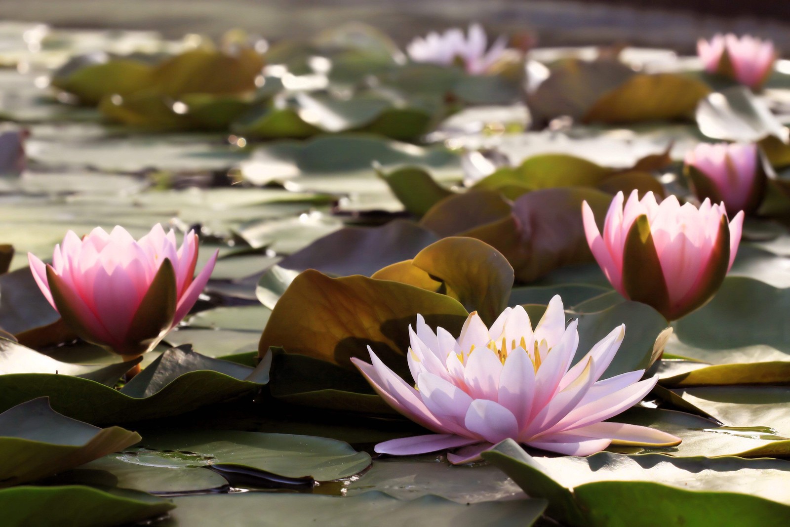 3 Organic Mixed Colors LOTUS Nelumbo Pond Water Lily Lilypad Blue Flower Seeds