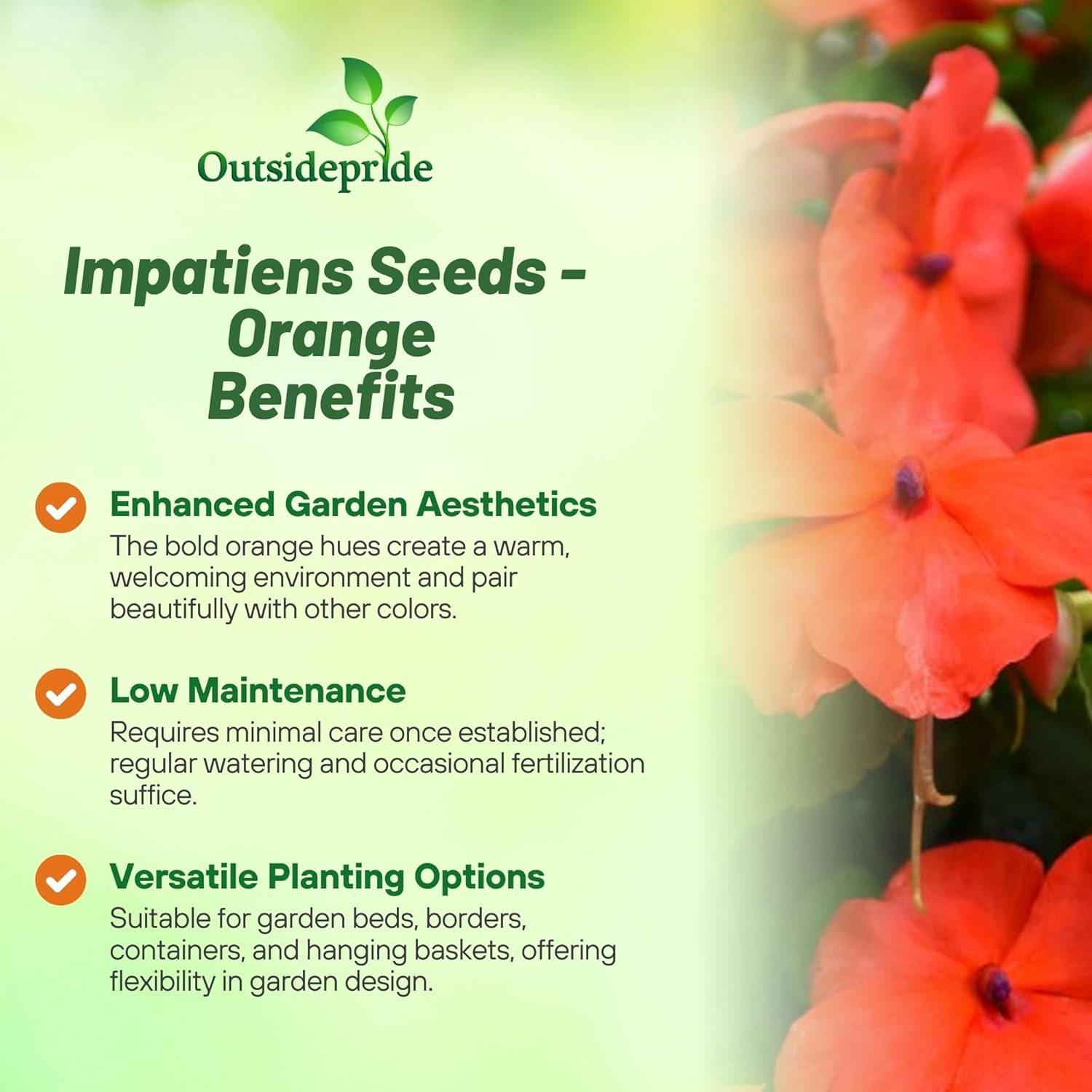 75 Seeds Orange Impatiens Beacon Garden Flower Seeds