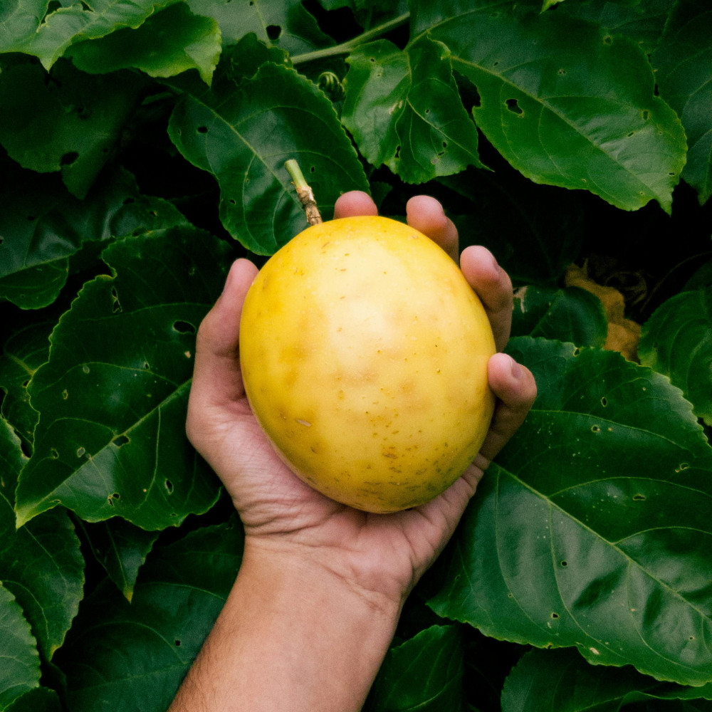 Yellow Passionfruit Live Plant 4-6 Inches Tall Rooted Cold Hardy Vine
