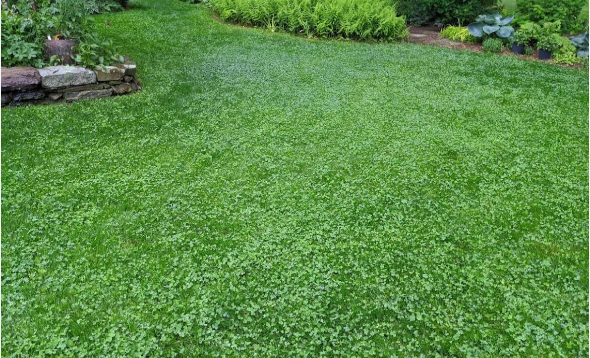 2 lbs Dutch White Clover Seed Coated and inoculated