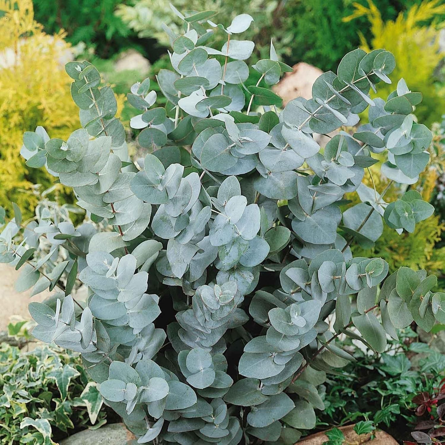 50 Pcs Aromatic Eucalyptus Tree Seeds – Heirloom Evergreen Plant, Quick Germi…