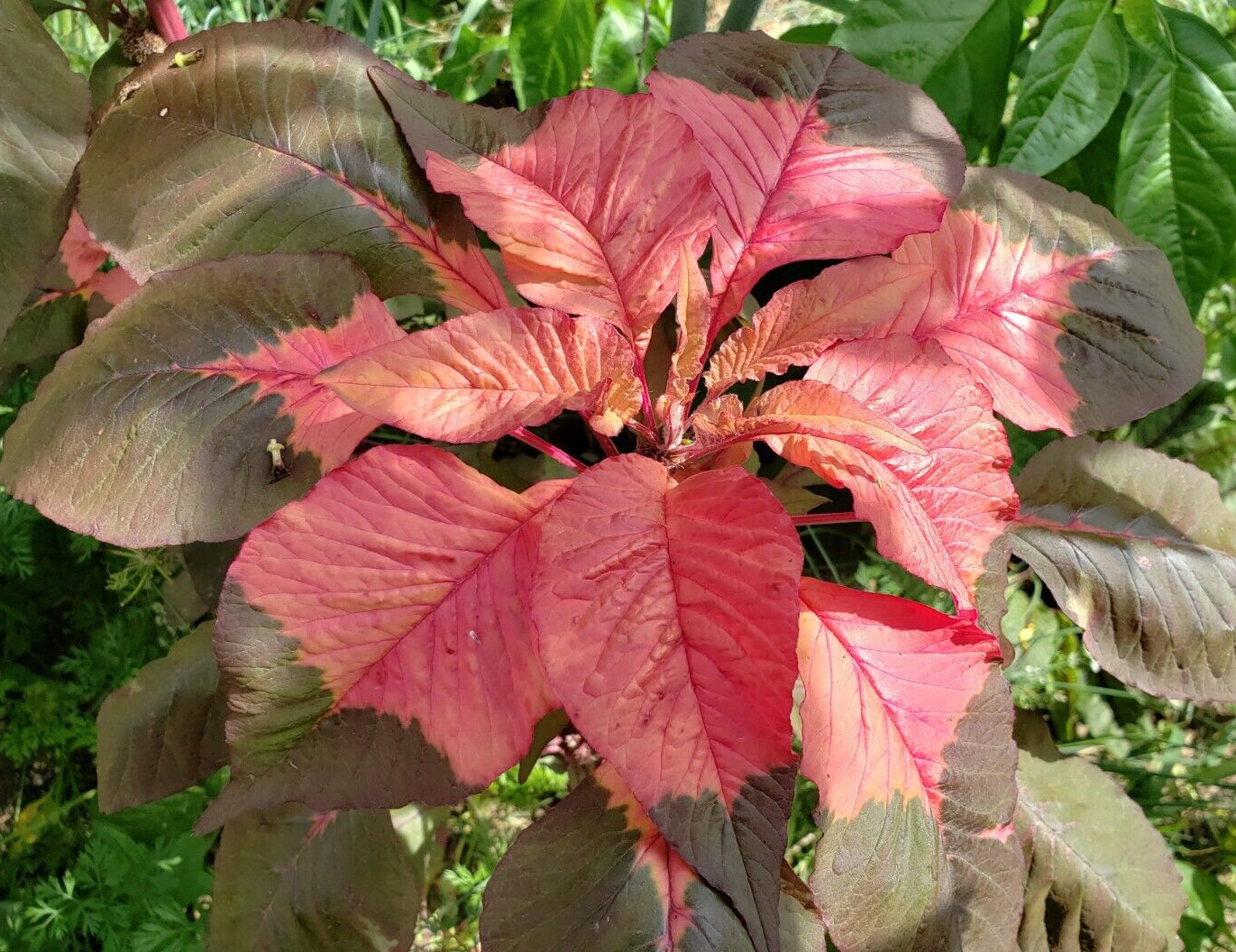 Josephs Coat – Amaranthus Tricolor (100 seeds) – Unique with amazing colors!