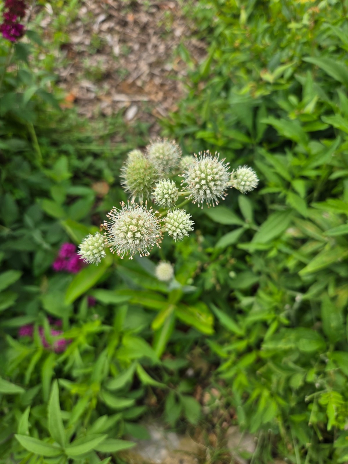 1 gram+ Eryngium yuccifolium Seeds/Rattlesnake Master/Native Eastern/Midwest US