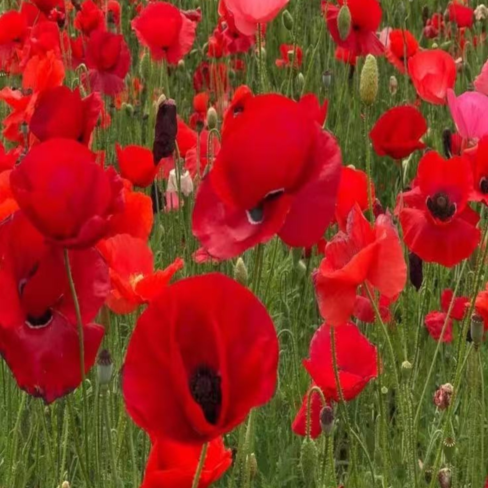 1000 Ladybird Poppy Seeds – Red Papaver rhoeas with Black Center Zones 3–10
