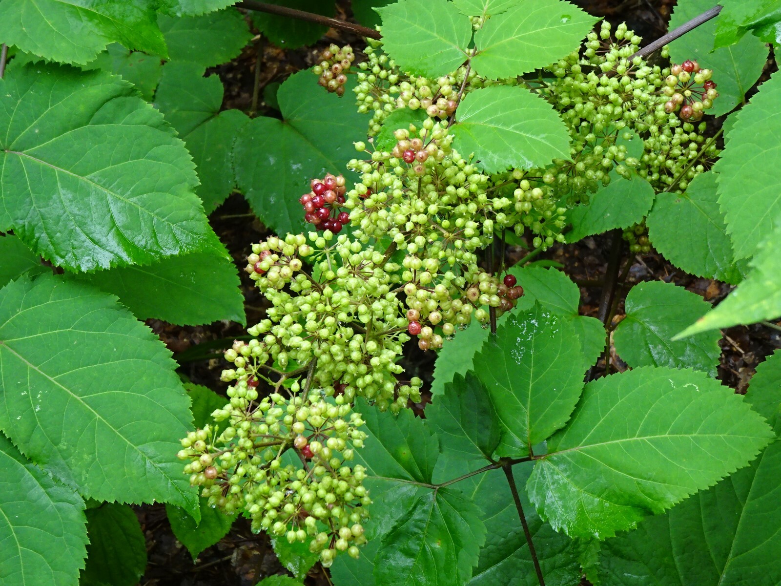 American spikenard Aralia racemosa Native perennial 25 seeds