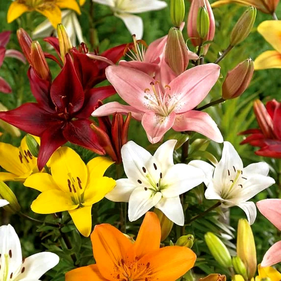 Lily Flower Bulbs 4 Asiatic Color Mix Lilies Garden Flowers Ready to Plant
