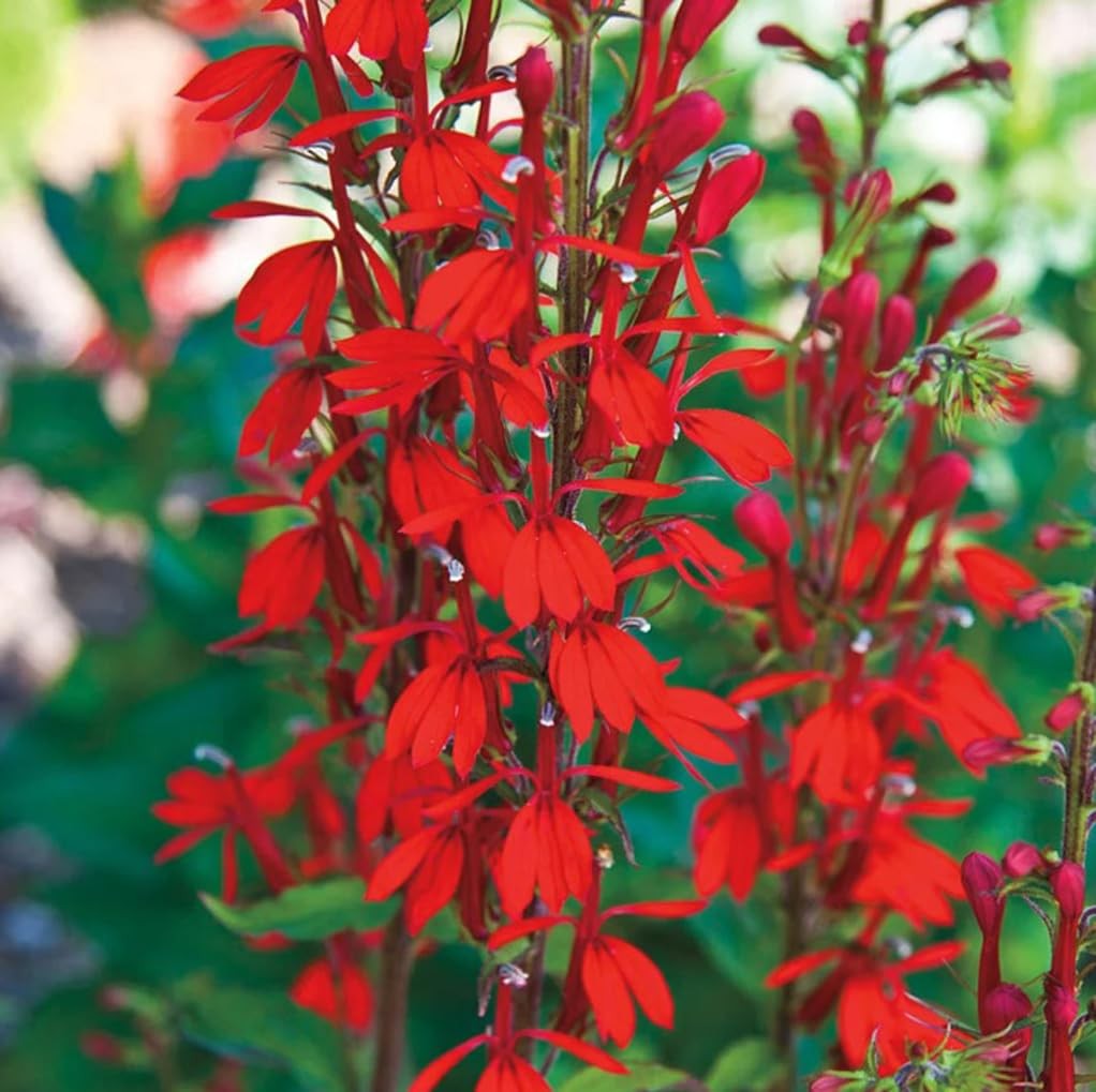 100PCS Cardinal Flower Seeds Red Lobelia Cardinalis Hummingbird Garden Plant …