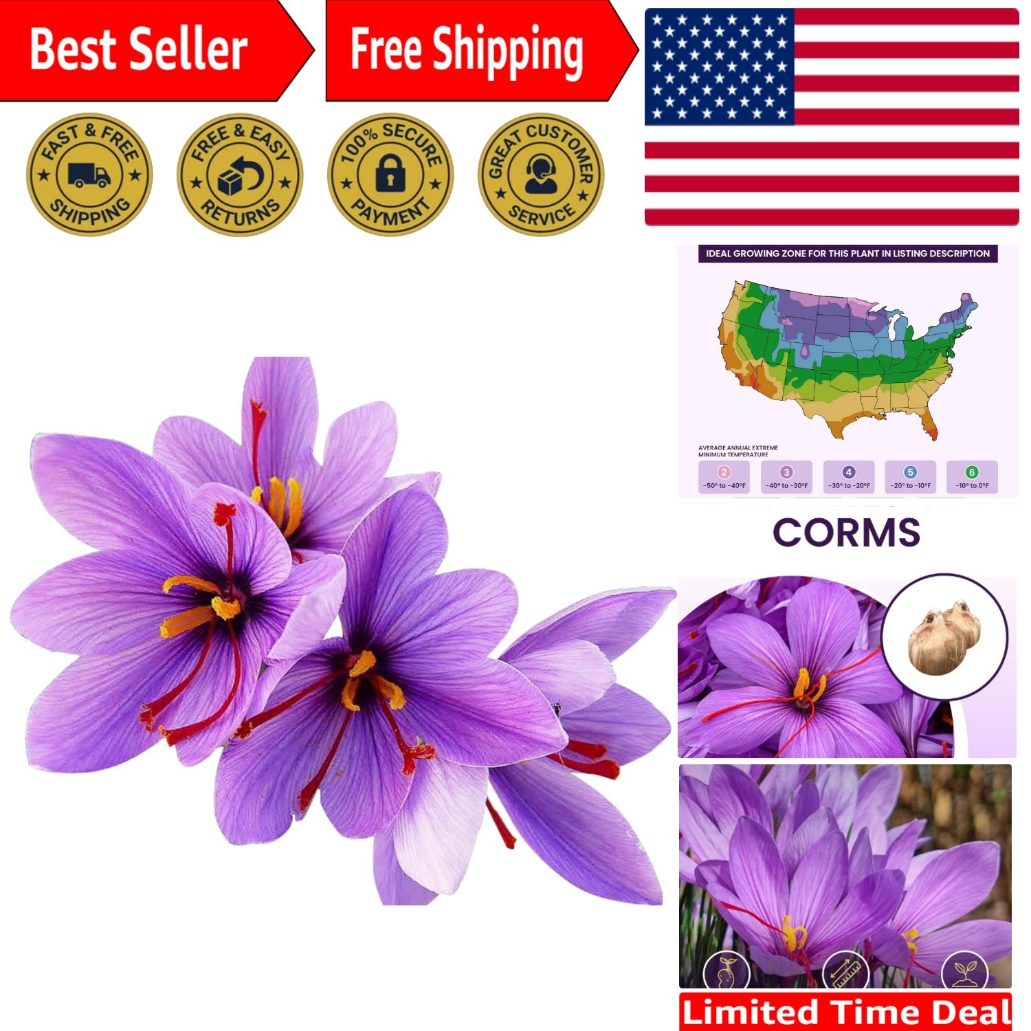 Saffron Crocus Corms for Planting – 10 Large Corms – Purple Blooms – Perennia…