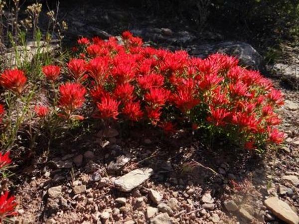 Castilleja scabrida | Rough Indian Paintbrush | 10 Seeds