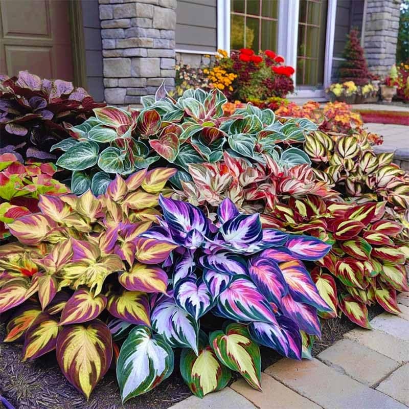 330+ Mixed Color Hosta Seeds for Planting – Shade-Tolerant Perennials