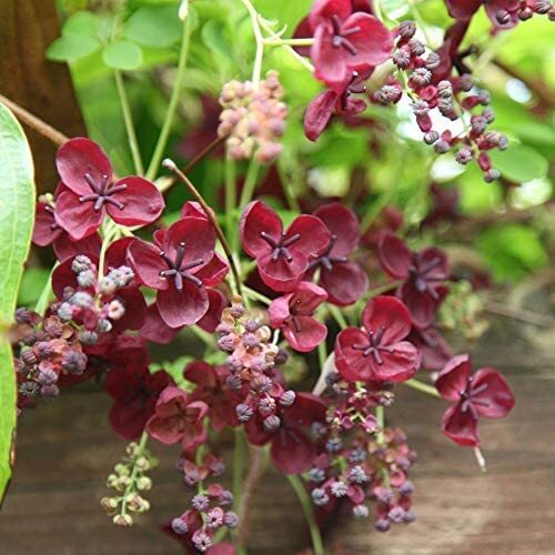 20 Chocolate Vine Seeds for Planting – Akebia quinata, Five Leaf Vine