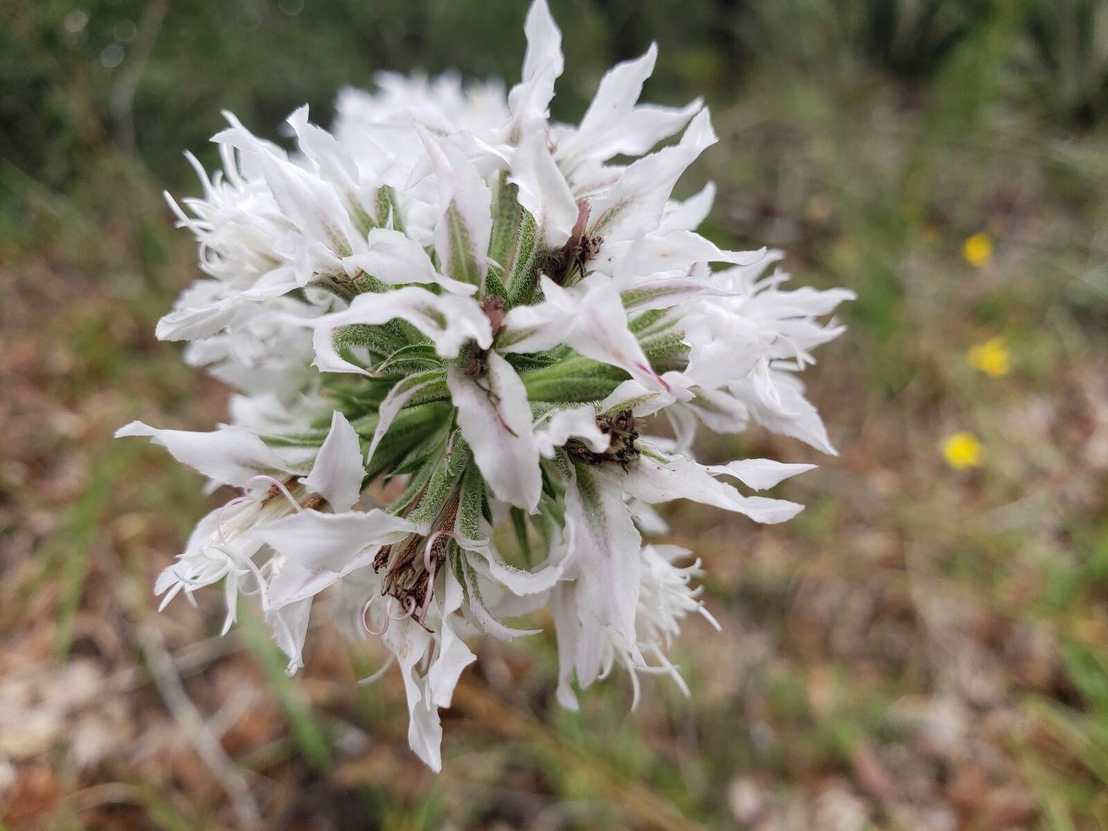Elegant Blazingstar | 25 Seeds | Liatris Elegans | Gayfeather | White Flowering